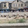 Kabul Volk